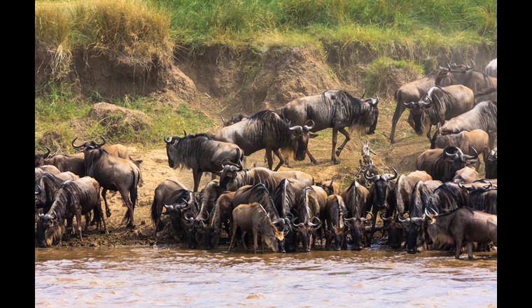 Un troupeau de gnous traverse un fleuve: Lors de cet évènement, de grandes quantités de carbone sont transférées de l'écosystème «prairie» à l'écosystème «fleuve».