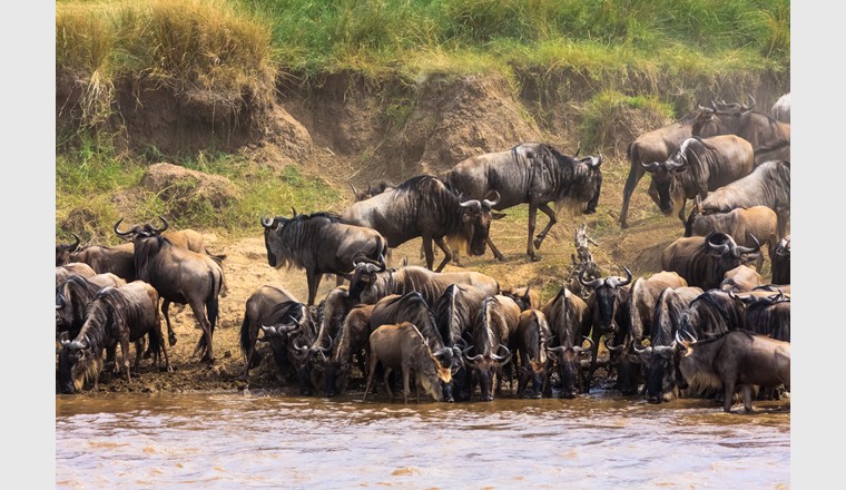 Un troupeau de gnous traverse un fleuve: Lors de cet évènement, de grandes quantités de carbone sont transférées de l'écosystème «prairie» à l'écosystème «fleuve».