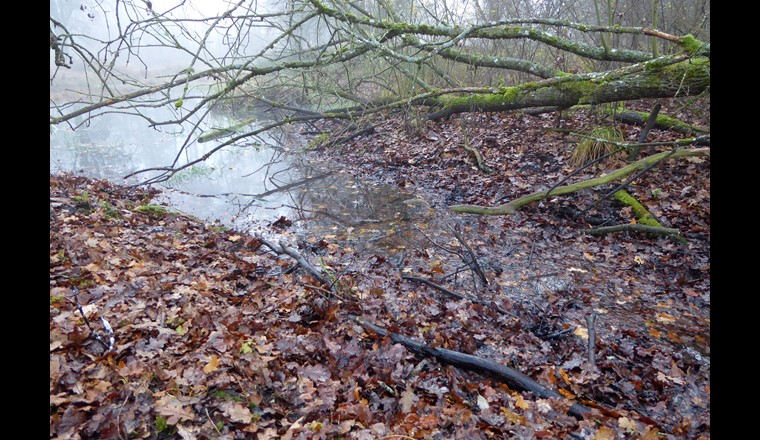 Les feuilles mortes venant de haies et forêts voisines sont une source importante de carbone pour les cours d'eau.