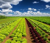 Gemüseanbau im Mittelland: Wegen des hohen Einsatzes von Düngemitteln ist die Landwirtschaft der dominierende Verursacher der Stickstoffbelastungen im Untergrund. (©123RF.com) Gemüseanbau im Mittelland: Wegen des hohen Einsatzes von Düngemitteln ist die Landwirtschaft der dominierende Verursacher der Stickstoffbelastungen im Untergrund. (©123RF.com)