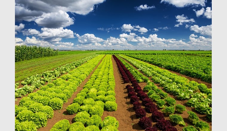 Gemüseanbau im Mittelland: Wegen des hohen Einsatzes von Düngemitteln ist die Landwirtschaft der dominierende Verursacher der Stickstoffbelastungen im Untergrund. (©123RF.com)