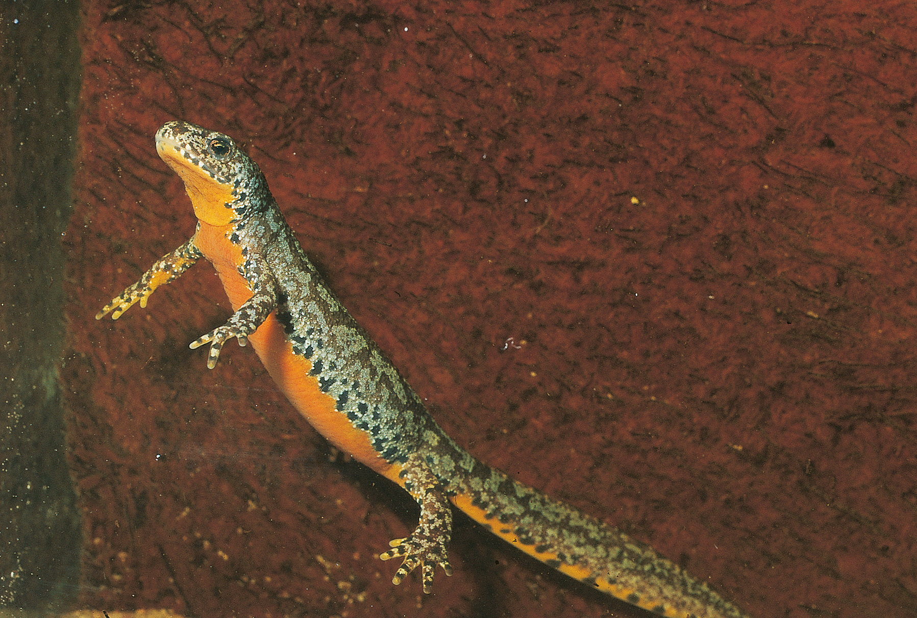 Durch seine plakative Färbung eignet sich der Bergmolch ideal, um stellvertretend auf Amphibienrückgänge aufmerksam zu machen. Dies war gewiss mit ein Grund, wieso der Bergmolch von der Deutschen Gesellschaft für Herpetologie und Terrarienkunde (DGHT e.V.) zum Lurch des Jahres gekürt wurde. (Bild: DGHT)