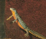 Durch seine plakative Färbung eignet sich der Bergmolch ideal, um stellvertretend auf Amphibienrückgänge aufmerksam zu machen. Dies war gewiss mit ein Grund, wieso der Bergmolch von der Deutschen Gesellschaft für Herpetologie und Terrarienkunde (DGHT e.V.) zum Lurch des Jahres gekürt wurde. (Bild: DGHT) Durch seine plakative Färbung eignet sich der Bergmolch ideal, um stellvertretend auf Amphibienrückgänge aufmerksam zu machen. Dies war gewiss mit ein Grund, wieso der Bergmolch von der Deutschen Gesellschaft für Herpetologie und Terrarienkunde (DGHT e.V.) zum Lurch des Jahres gekürt wurde. (Bild: DGHT)