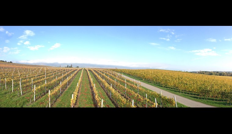 Vue panoramique: des vignes dans le bassin versant du ruisseau des Charmilles (GE).