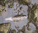 Gewässerverschmutzung mit Fischsterben durch Schmutzwasser nach einer Toi-toi-Reinigung in Rickenbach. (Foto: Kantonspolizei Luzern)