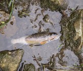 Gewässerverschmutzung mit Fischsterben durch Schmutzwasser nach einer Toi-toi-Reinigung in Rickenbach. (Foto: Kantonspolizei Luzern) Gewässerverschmutzung mit Fischsterben durch Schmutzwasser nach einer Toi-toi-Reinigung in Rickenbach. (Foto: Kantonspolizei Luzern)
