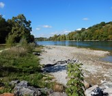 Das revitalisierte Rheinufer unterhalb St. Katharinental. (Foto: Kanton Thurgau) Das revitalisierte Rheinufer unterhalb St. Katharinental. (Foto: Kanton Thurgau)
