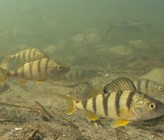 Kein anderer Schweizer Fisch landet so häufig auf den Tellern in der Gastronomie oder Privathaushalten wie das Egli – doch nur wenige wissen, wie es aussieht. Nicht zuletzt deswegen wurde nun das beliebte Egli vom Schweizerischen Fischerei-Verband SFV zum Fisch des Jahres 2019 gekürt. (Bild: R. Kühnis; M. Risch) Kein anderer Schweizer Fisch landet so häufig auf den Tellern in der Gastronomie oder Privathaushalten wie das Egli – doch nur wenige wissen, wie es aussieht. Nicht zuletzt deswegen wurde nun das beliebte Egli vom Schweizerischen Fischerei-Verband SFV zum Fisch des Jahres 2019 gekürt. (Bild: R. Kühnis; M. Risch)