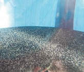 Pilotversuche: Einsatz von granulierter Aktivkohle im Wirbelbett auf der ARA Penthaz. Im Bild: Grenzfläche Aktivkohle-Wasser bei einer Durchströmungsgeschwindigkeit von 15 m/h (expandiertes Aktivkohlebett) Pilotversuche: Einsatz von granulierter Aktivkohle im Wirbelbett auf der ARA Penthaz. Im Bild: Grenzfläche Aktivkohle-Wasser bei einer Durchströmungsgeschwindigkeit von 15 m/h (expandiertes Aktivkohlebett)