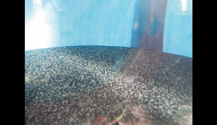 Pilotversuche: Einsatz von granulierter Aktivkohle im Wirbelbett auf der ARA Penthaz. Im Bild: Grenzfläche Aktivkohle-Wasser bei einer Durchströmungsgeschwindigkeit von 15 m/h (expandiertes Aktivkohlebett)