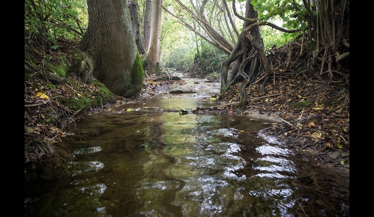 L’étude NAWA SPEZ 2017 indique une perturbation des organismes aquatiques dans des ruisseaux fortement influencés par l'agriculture. Sur la photo: Eschelisbach (canton de Thurgovie), l'un des cinq ruisseaux étudiés dans le projet NAWA SPEZ 2017.