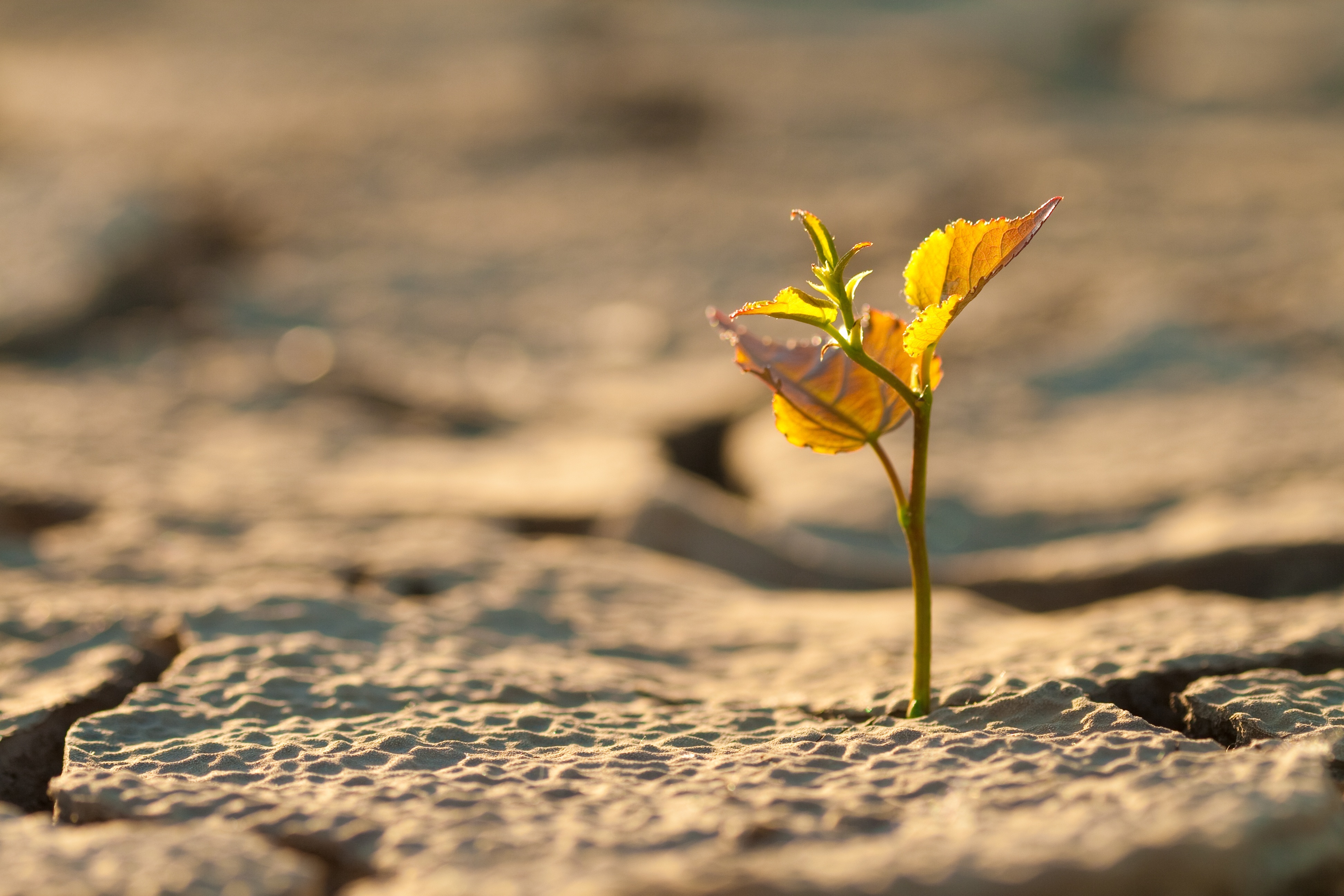 Trockene Böden auch in der Schweiz: Im Vergleich mit den letzten vier Jahren war es in der Landwirtschaft noch nie so trocken wie jetzt. (Foto: 123rfcom/Oleksandr Petrunovskyi)