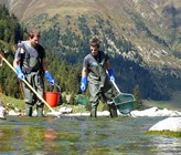 Eawag-Mitarbeiter fischen in einem Gebirgsbach, dem Rein da Cristallina, im Tessin. (Foto: Eawag) Eawag-Mitarbeiter fischen in einem Gebirgsbach, dem Rein da Cristallina, im Tessin. (Foto: Eawag)