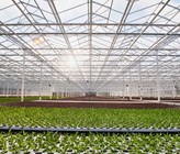 Heute werden die Gewächshäuser mehrheitlich mit Erdöl oder Erdgas beheizt. Künftig soll jeder Betrieb den für seinen Standort optimalen Mix an erneuerbaren Energieträgern einsetzen. Heute werden die Gewächshäuser mehrheitlich mit Erdöl oder Erdgas beheizt. Künftig soll jeder Betrieb den für seinen Standort optimalen Mix an erneuerbaren Energieträgern einsetzen.