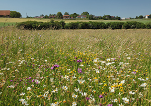 im Rahmen des Aktionsplans Biodiversität des Bundes arbeite das Bundesamt für Umwelt (Bafu) mit mehreren Massnahmen daran, die Artenvielfalt im Inland zu fördern. (Foto: Bafu)