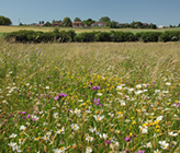 im Rahmen des Aktionsplans Biodiversität des Bundes arbeite das Bundesamt für Umwelt (Bafu) mit mehreren Massnahmen daran, die Artenvielfalt im Inland zu fördern. (Foto: Bafu) im Rahmen des Aktionsplans Biodiversität des Bundes arbeite das Bundesamt für Umwelt (Bafu) mit mehreren Massnahmen daran, die Artenvielfalt im Inland zu fördern. (Foto: Bafu)