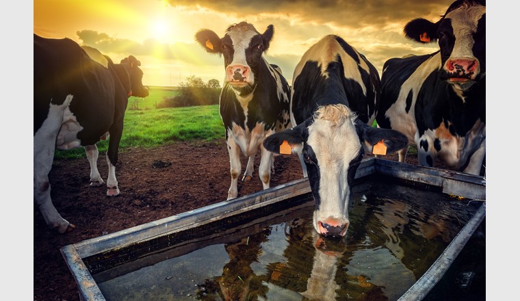 Eine Kuh trinkt im Sommer bis zu 100 Liter Wasser pro Tag. (Foto: Paul Grecaud/123rfcom)