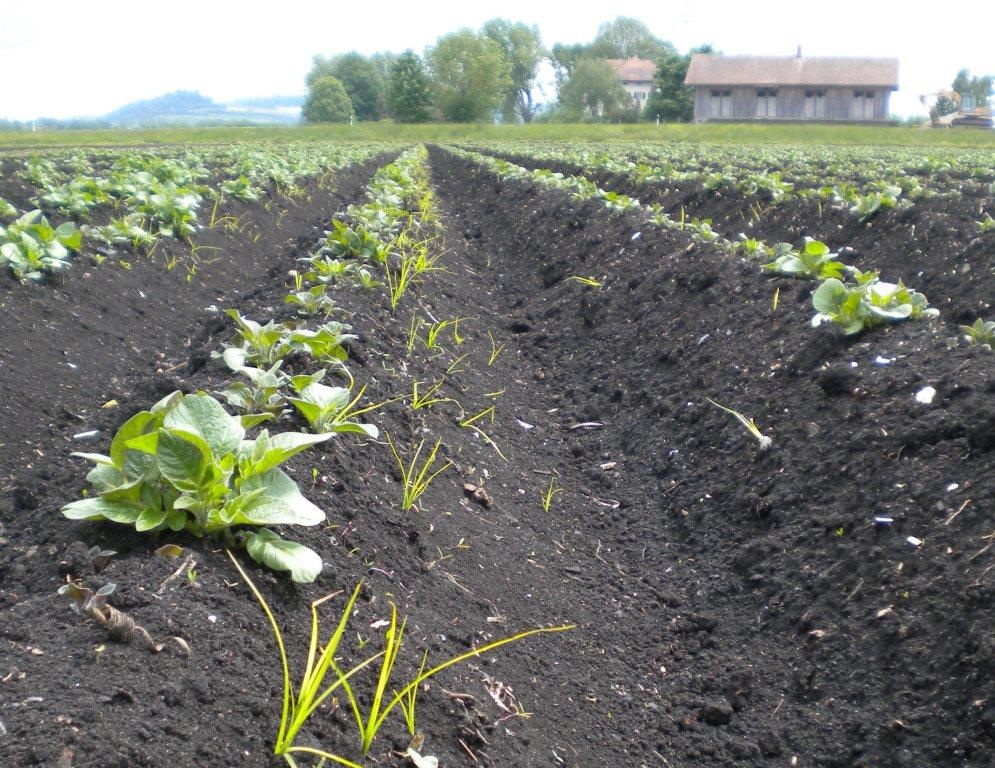 Beim Berner Pfllanzenschutzprojekt machen über 3400 Bauernbetriebe mit. (Foto: Kanton Bern)