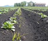 Beim Berner Pfllanzenschutzprojekt machen über 3400 Bauernbetriebe mit. (Foto: Kanton Bern) Beim Berner Pfllanzenschutzprojekt machen über 3400 Bauernbetriebe mit. (Foto: Kanton Bern)