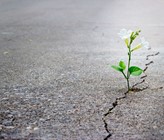 Ein Keim von Hoffnung?
Pop Nukoonrat /123rf.com Ein Keim von Hoffnung?
Pop Nukoonrat /123rf.com