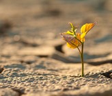 In Hitzesommern, wie zum Beispiel demjenigen von 2018, klagt man in der Land- und Forstwirtschaft vor allem über ausgetrocknete Böden. (Foto: Oleksandr Petrunovskyi/123rf.com) In Hitzesommern, wie zum Beispiel demjenigen von 2018, klagt man in der Land- und Forstwirtschaft vor allem über ausgetrocknete Böden. (Foto: Oleksandr Petrunovskyi/123rf.com)