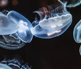 Mit Quallen verbinden Urlauber oft getrübte Badefreuden. Wissenschaftler aber sehen Chancen, Quallen auch als Biofilter für Mikroplastik einzusetzen. (Foto: Pixabay.com) Mit Quallen verbinden Urlauber oft getrübte Badefreuden. Wissenschaftler aber sehen Chancen, Quallen auch als Biofilter für Mikroplastik einzusetzen. (Foto: Pixabay.com)