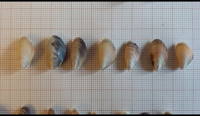Le Couagga, une sous-espèce du zèbre des steppes, est éteint. Il a été exterminé par l'homme à la fin du XIXe siècle. Cela ne s'applique pas du tout à la moule quagga. Au contraire, elle se propage rapidement sous forme de néozoon dans les rivières et les lacs d'Europe et d'Amérique du Nord et pose un nouveau défi pour la potabilisation de l’eau de lac car elle colonise également les captages d'eau et les conduites de prélèvement. Les bivalves représentés ont été trouvés dans un réservoir d'eau brute d'un bassin de captage d'eau lacustre du Service de l’eau de Lausanne (source: Service de l'eau).