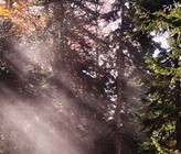 Im Gegensatz zum vergangenen Jahr sind die Wälder von der Wasserversorgung her derzeit noch gut dran. Der Grundwasserspiegel ist in diesem Jahr höher und die Bäume können so die Trockenheit überbrücken.  (Foto: WSL) Im Gegensatz zum vergangenen Jahr sind die Wälder von der Wasserversorgung her derzeit noch gut dran. Der Grundwasserspiegel ist in diesem Jahr höher und die Bäume können so die Trockenheit überbrücken.  (Foto: WSL)