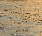 Sowohl Einträge von Insektiziden wie auch eine Verschlechterung der Ökomorphologie beeinträchtigen die Gewässerfauna in der Schweiz. Dies zeigen die ersten Trends aus dem Biodivcersitätsmonitoring Schweiz (BDM). (Bild: 123RF.com) Sowohl Einträge von Insektiziden wie auch eine Verschlechterung der Ökomorphologie beeinträchtigen die Gewässerfauna in der Schweiz. Dies zeigen die ersten Trends aus dem Biodivcersitätsmonitoring Schweiz (BDM). (Bild: 123RF.com)