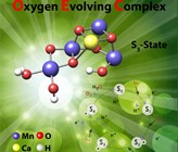 Die Studie zeigt, wie der Komplex aktiviert wird und die kontrollierte Aufnahme von Wasser aus der Umgebung des Proteins abläuft. Die Studie zeigt, wie der Komplex aktiviert wird und die kontrollierte Aufnahme von Wasser aus der Umgebung des Proteins abläuft.