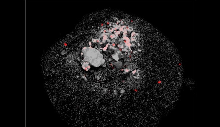 Bild aus dem Fluoreszenzmikroskop: Methanoliparia-Zellen, die an einem Öltröpfchen haften. (Foto: Max-Planck-Institut für Marine Mikrobiologie)