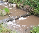 Der Würzenbach bei Adligenswil wurde mit Gülle verschmutzt, worauf es zu einem Fischsterben von Bachforellen kam. (Foto: Polizei Luzern) Der Würzenbach bei Adligenswil wurde mit Gülle verschmutzt, worauf es zu einem Fischsterben von Bachforellen kam. (Foto: Polizei Luzern)
