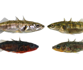 See- (links) und Bach-Ökotypen im Bodensee des Dreistachligen Stichlings unterscheiden sich in vielen phänotypischen Merkmalen, etwa in der Körpergrösse, Ernährungsmorphologie, Färbung der Weibchen (oben) und Brutfärbung der Männchen (unten). (Fotos: David Marques)