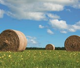 Langfristige Chancen mit einer rauhfaserbasierten Milch- und Fleischproduktion – kurzfristige Schritte zur Bewältigung der Umweltprobleme der Landwirtschaft (Bild: ©123RF.com) Langfristige Chancen mit einer rauhfaserbasierten Milch- und Fleischproduktion – kurzfristige Schritte zur Bewältigung der Umweltprobleme der Landwirtschaft (Bild: ©123RF.com)
