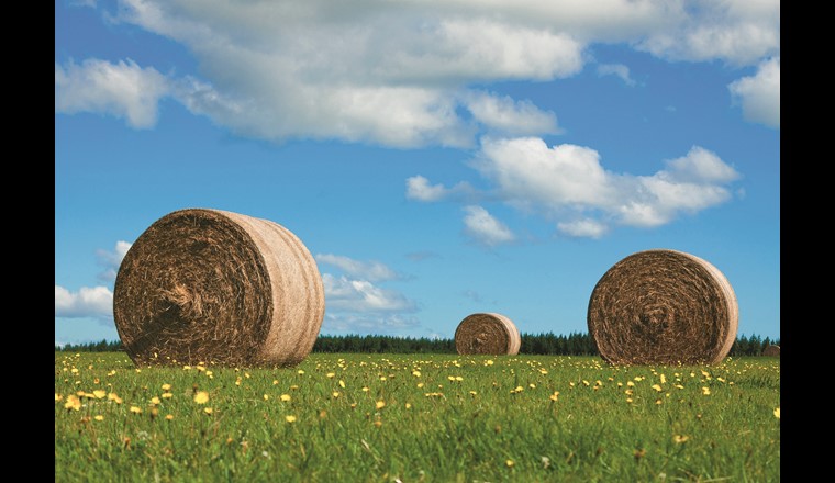 Langfristige Chancen mit einer rauhfaserbasierten Milch- und Fleischproduktion – kurzfristige Schritte zur Bewältigung der Umweltprobleme der Landwirtschaft  (Bild: ©123RF.com)