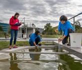 Forscherinnen entnehmen Wasserproben aus einem der Versuchsteiche. (Foto: Thomas Klaper) Forscherinnen entnehmen Wasserproben aus einem der Versuchsteiche. (Foto: Thomas Klaper)