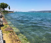 Trockenheit am Ufer des Zürichsee im Sommer 2018. Trockenheit am Ufer des Zürichsee im Sommer 2018.
