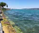 Trockenheit am Ufer des Zürichsee im Sommer 2018. (Foto: BAFU)