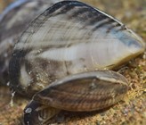 Die Quagga-Muschel wird im Bodensee allmählich zur Plage. (Foto: Hydra-Institut Konstanz)