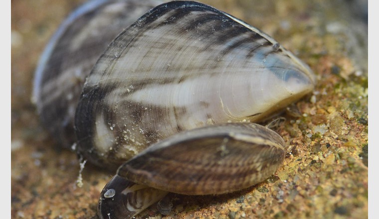 Die Quagga-Muschel wird im Bodensee allmählich zur Plage. (Foto: Hydra-Institut Konstanz)