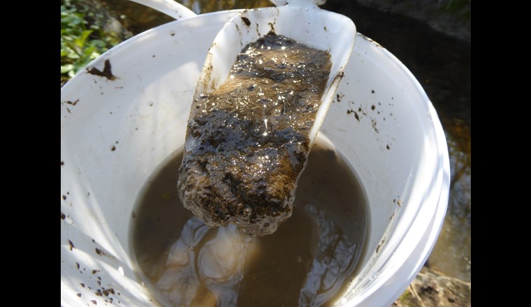 Fig. 1 … Plusieurs pelles ont été prélevées pour atteindre environ 1,5 l ...