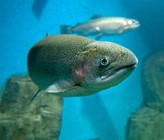 Regenbogenforelle, (c)  Konstantin Pukhov /123rf.com Regenbogenforelle, (c)  Konstantin Pukhov /123rf.com