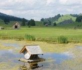 Die Idylle trügt: In Gonten im Appenzell kam es zu einer Gewässerverschmutzung durch Jauche. (Foto: Gemeinde Gonten)