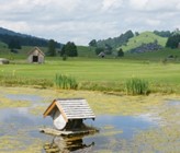 Die Idylle trügt: In Gonten im Appenzell kam es zu einer Gewässerverschmutzung durch Jauche. (Foto: Gemeinde Gonten) Die Idylle trügt: In Gonten im Appenzell kam es zu einer Gewässerverschmutzung durch Jauche. (Foto: Gemeinde Gonten)