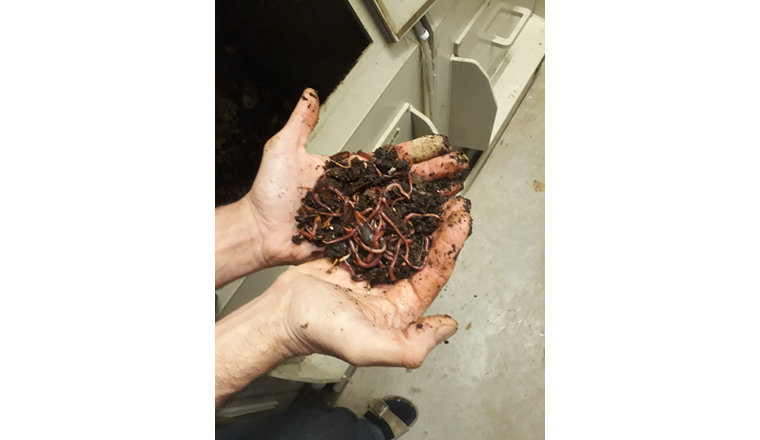 Fig. 1 Vers de compost dans les composteurs 
de l’immeuble de Cressy