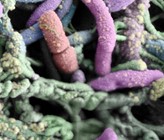 Legionellen: Wie kommen die Krankheitserreger in die Gebäudeinstallationen?  (Bild: Eawag) Legionellen: Wie kommen die Krankheitserreger in die Gebäudeinstallationen?  (Bild: Eawag)