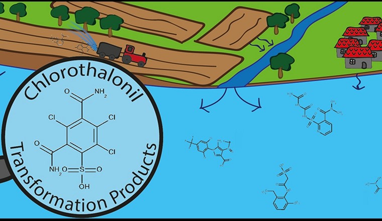 L’OSAV l’a donc réévaluée en décembre 2019. Suite à cette nouvelle analyse, tous les produits de dégradation du chlorothalonil, appelés métabolites, sont déclarés pertinents. (Graphique: Eawag)
