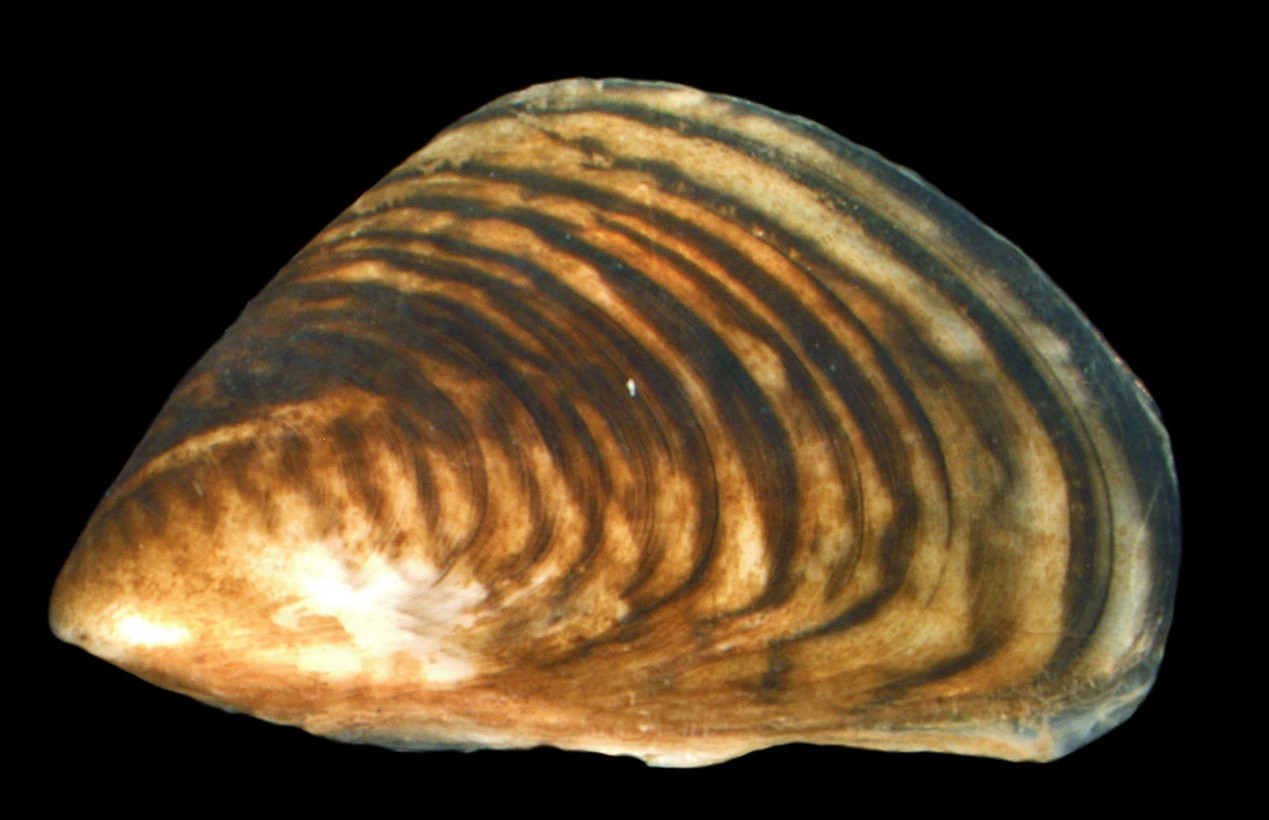 Die Quagga-Dreikantmuschel  - Dreissena rostriformis bugensis. (Foto: Wikipedia)