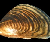 Die Quagga-Dreikantmuschel  - Dreissena rostriformis bugensis. (Foto: Wikipedia) Die Quagga-Dreikantmuschel  - Dreissena rostriformis bugensis. (Foto: Wikipedia)