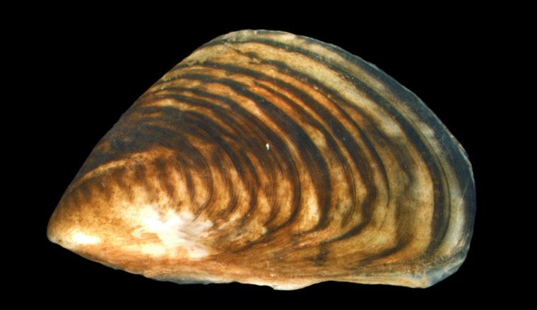 Die Quagga-Dreikantmuschel  - Dreissena rostriformis bugensis. (Foto: Wikipedia)